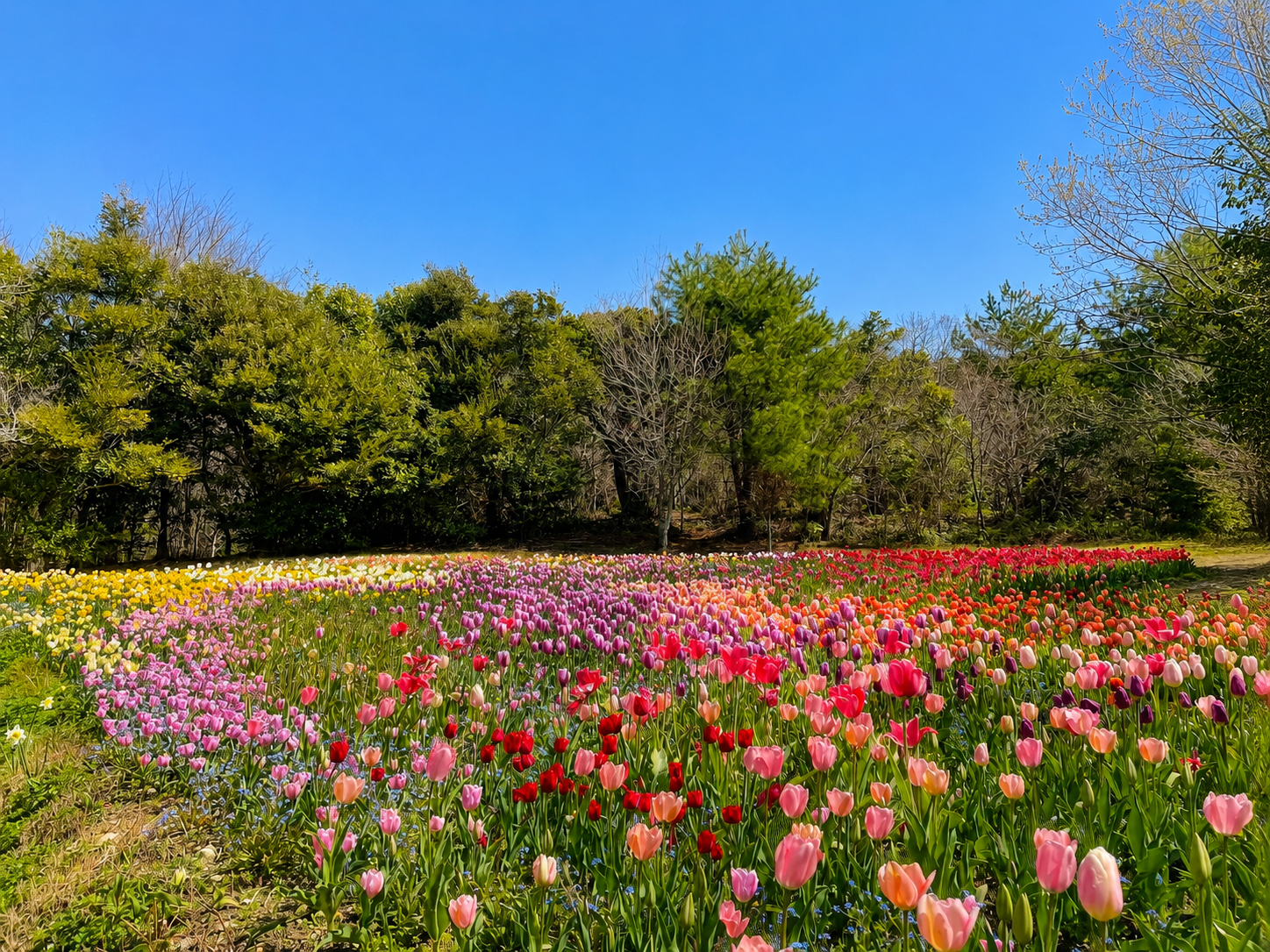 北川村モネの庭マルモッタンのチューリップと森の風景