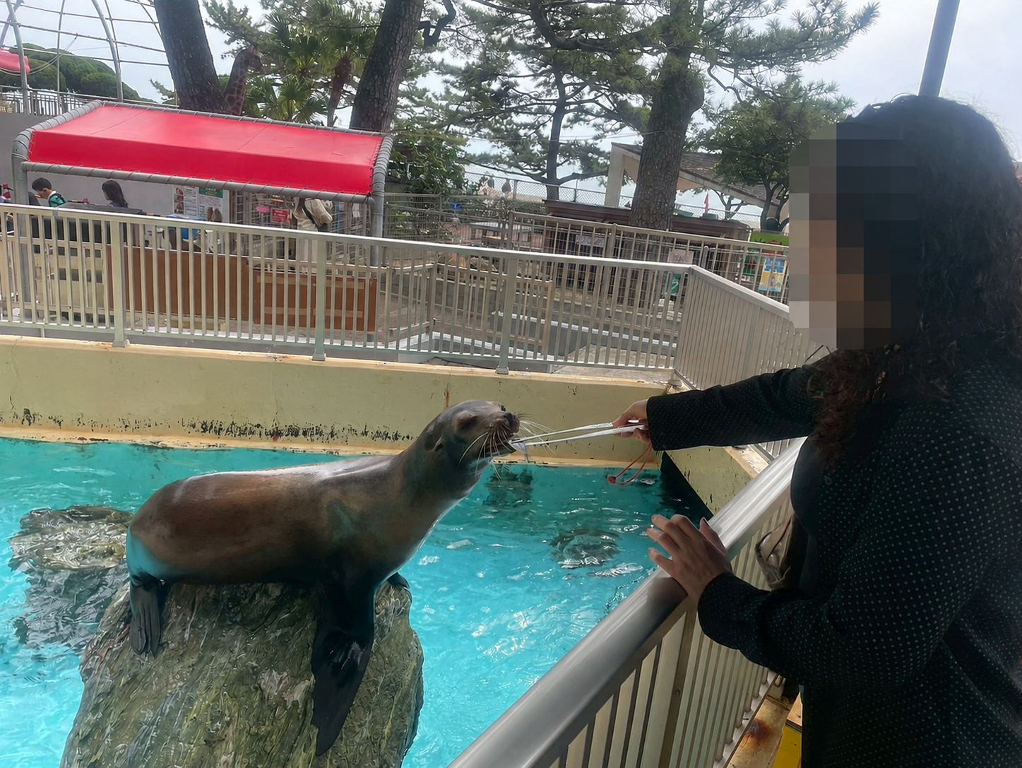 桂浜水族館でアシカにエサやり体験をする様子