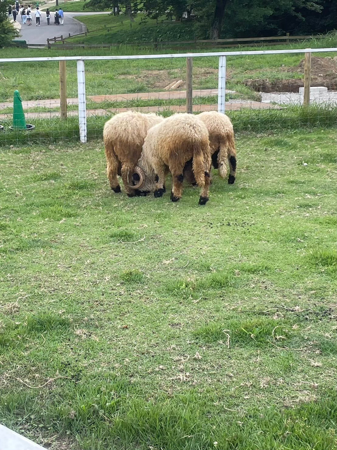 那須どうぶつ王国のふれあいエリアにいる羊