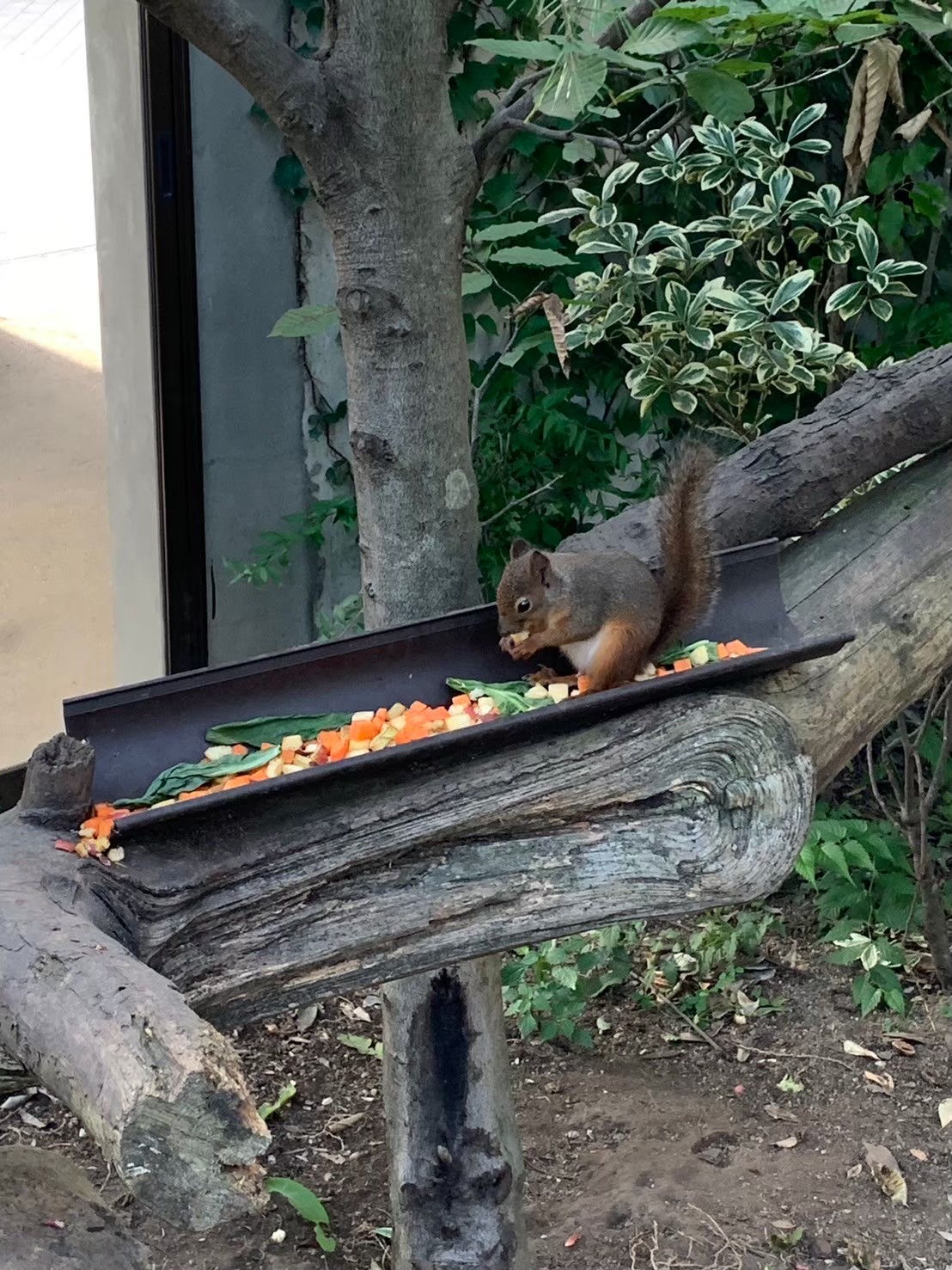 那須どうぶつ王国でえさを食べるリス
