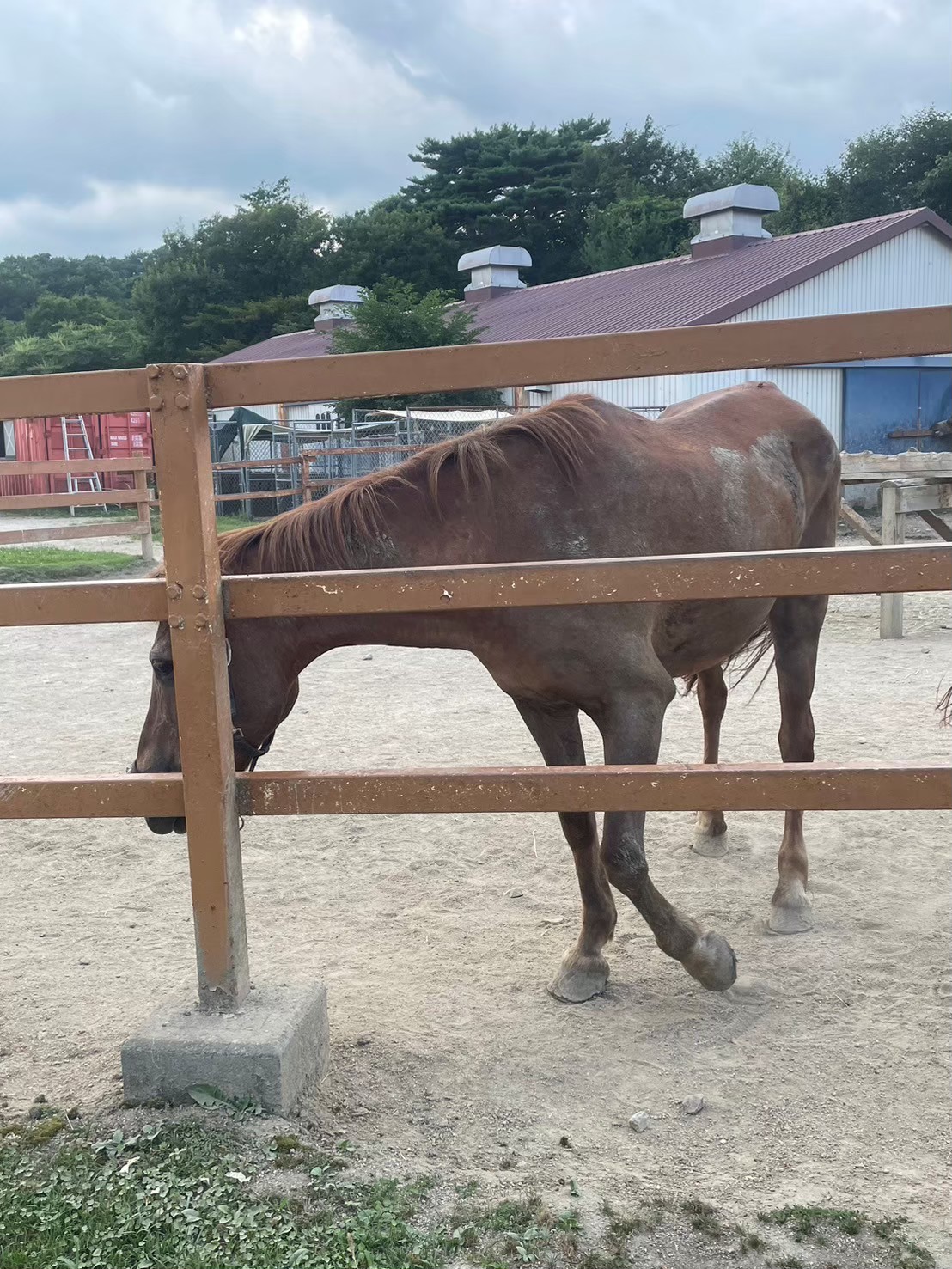 那須どうぶつ王国の屋外エリアにいる馬