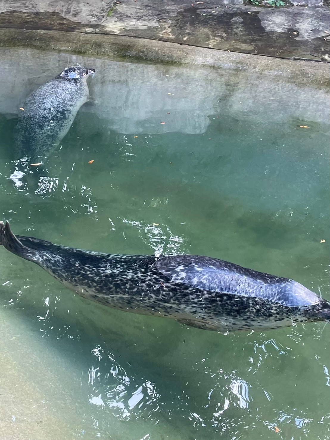 那須どうぶつ王国の水辺で泳ぐアザラシ