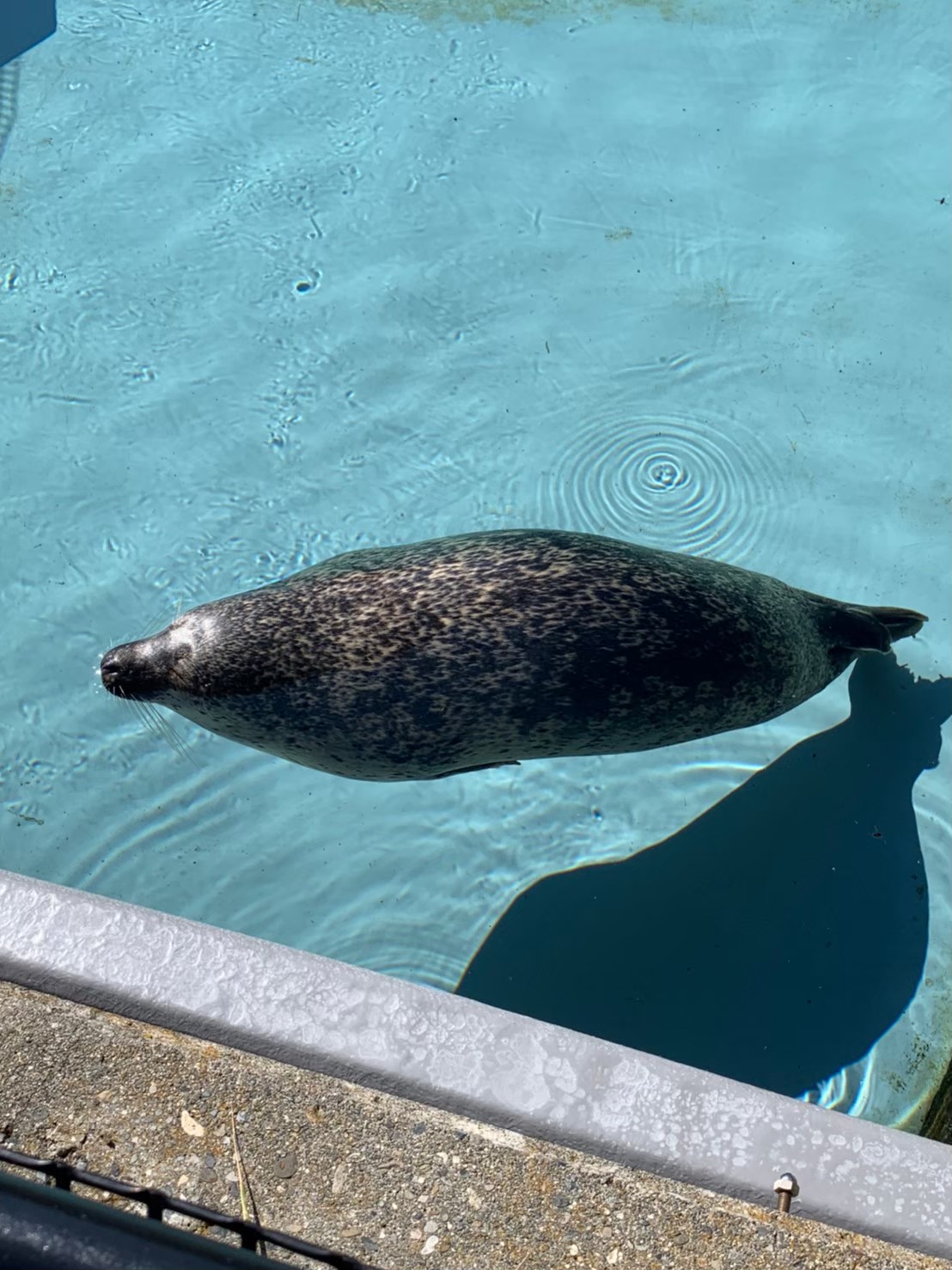 旭山動物園の水槽を泳ぐアザラシ