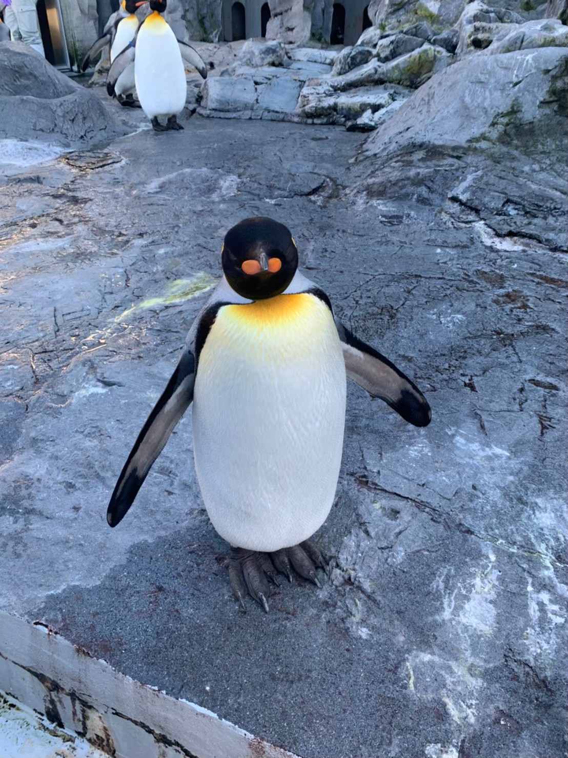 旭山動物園で正面を向いて立つペンギン