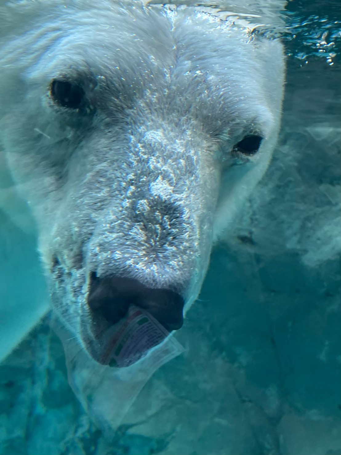 旭山動物園の水中展示で近くに見えたホッキョクグマの顔