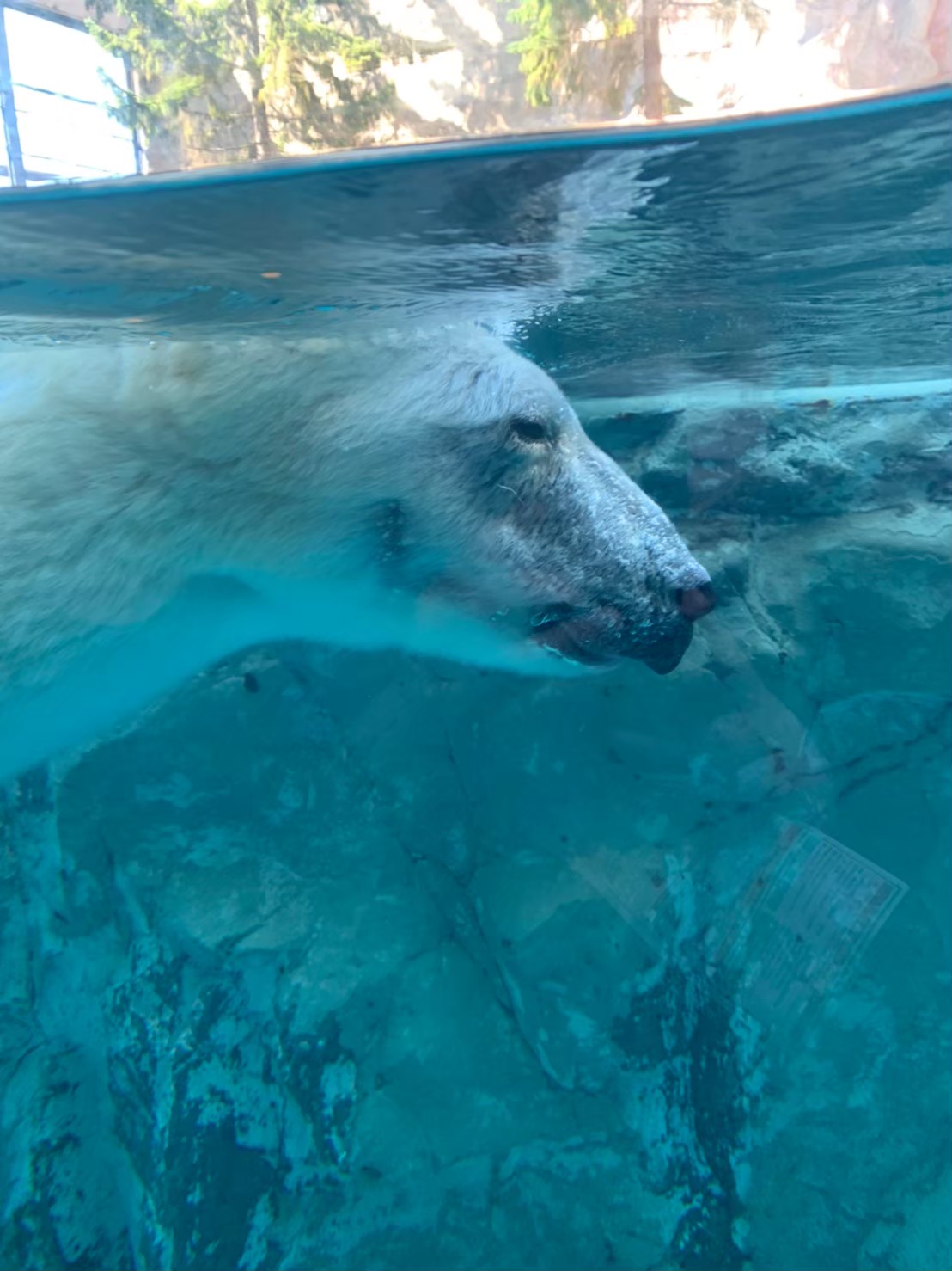 旭山動物園の水中展示を泳ぐホッキョクグマの横顔