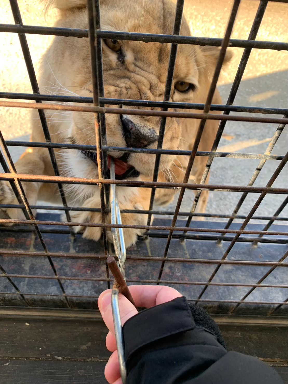金網越しに動物へエサやりをする手元