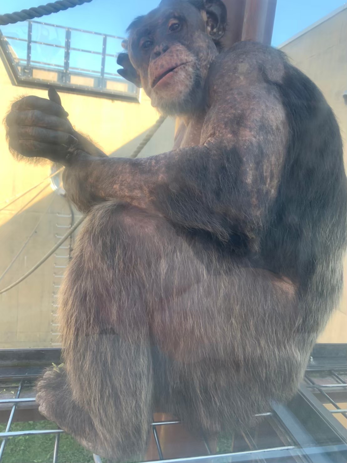 旭山動物園でガラス越しに近くで見えたオランウータン
