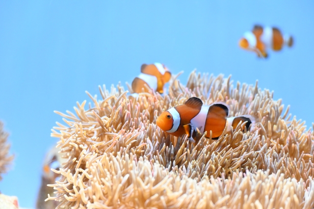 美ら海水族館で見られるカクレクマノミ