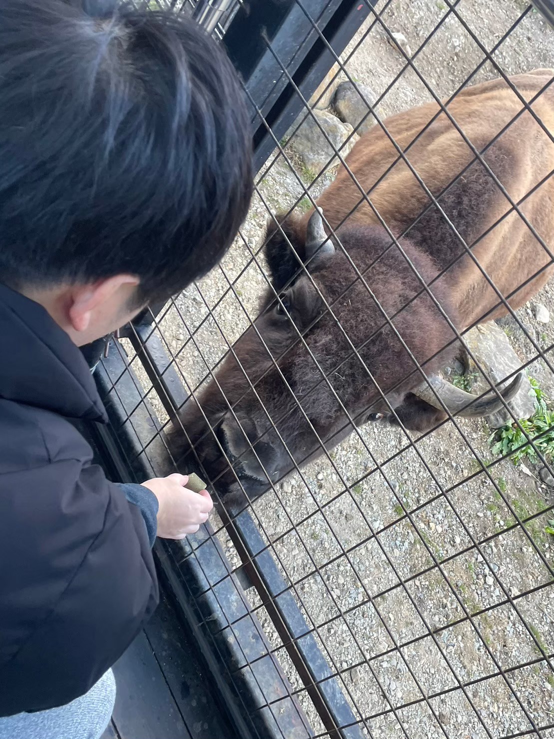 那須サファリパークのサファリゾーンで見たバッファロー