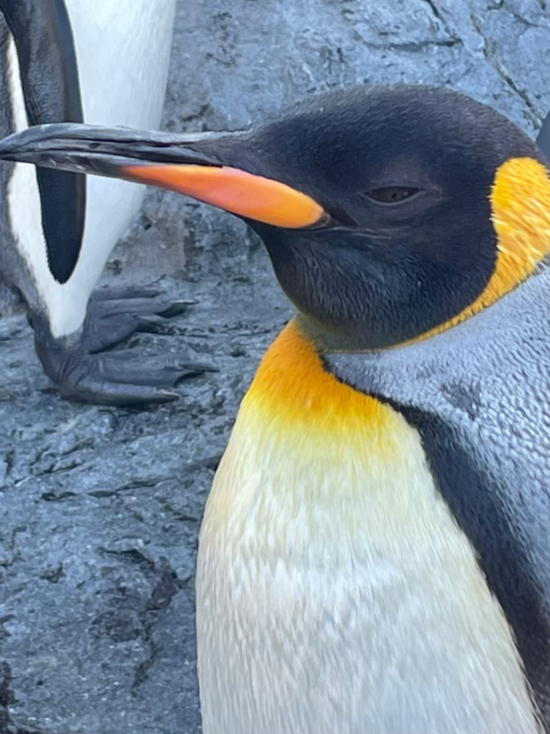 旭山動物園で近くから撮影したペンギンの横顔