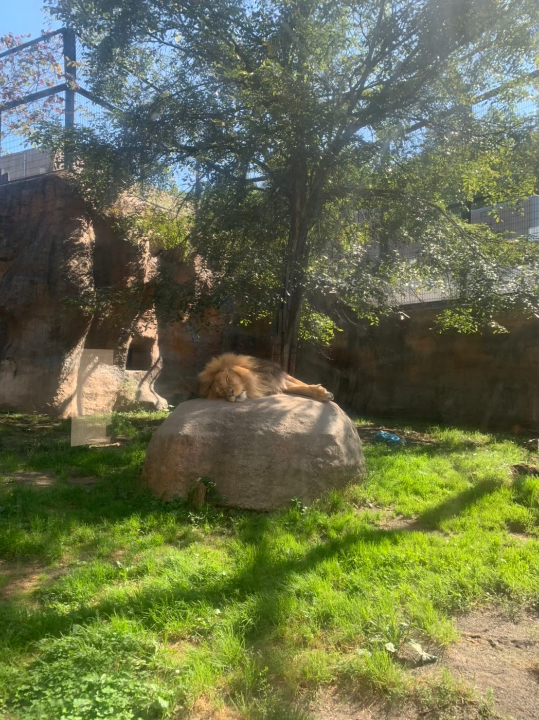 旭山動物園で岩の上に横たわるライオン