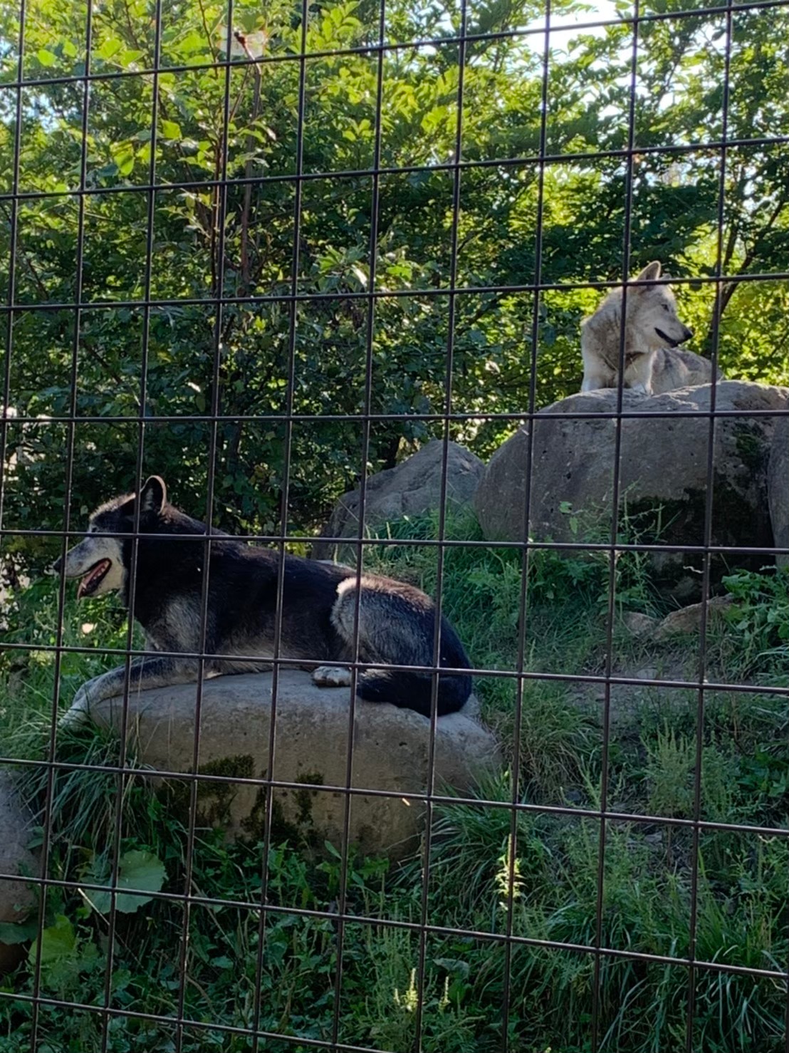 旭山動物園で岩の上にいる二匹のオオカミ