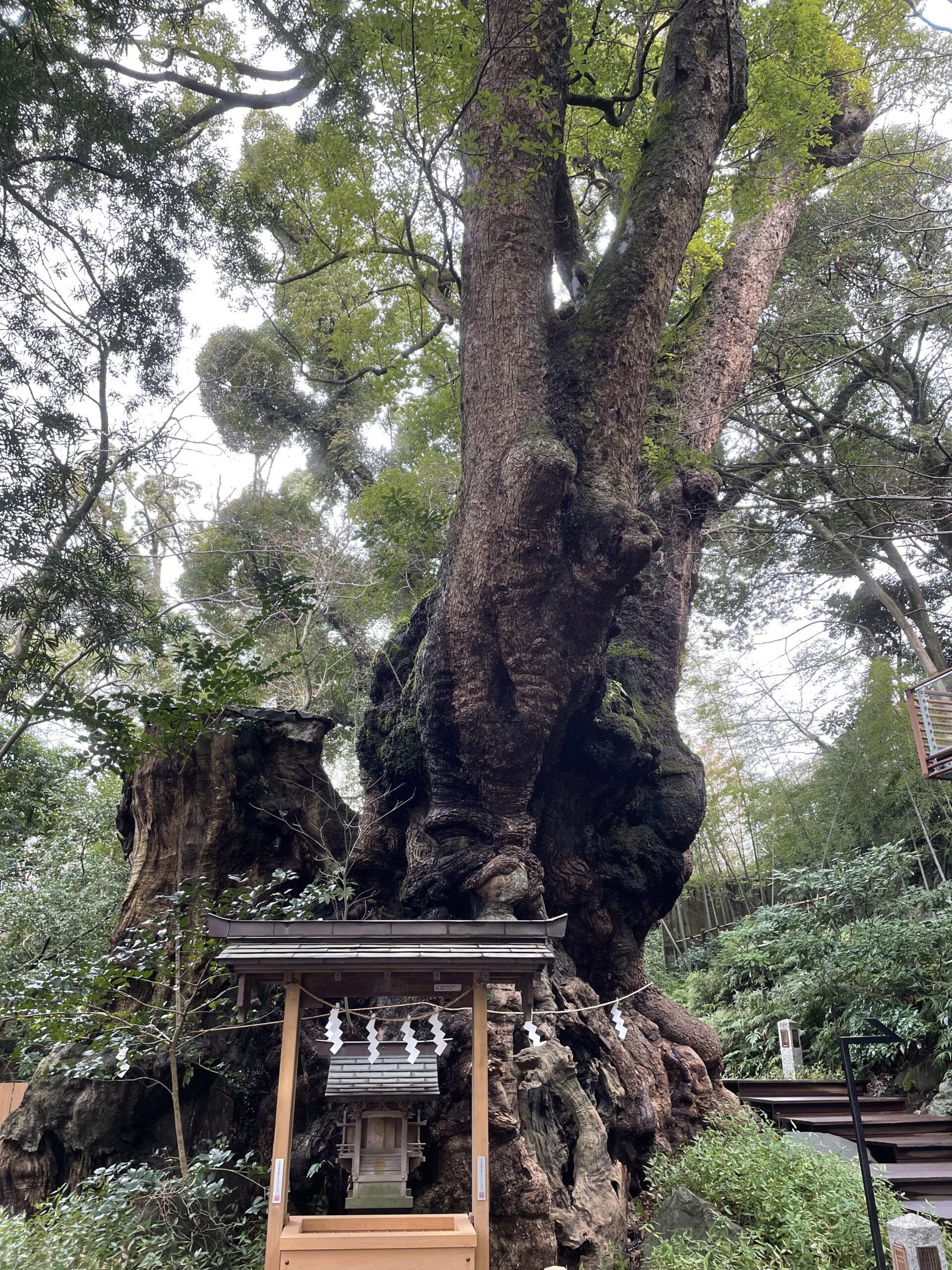 來宮神社のご神木である大楠を見上げた様子