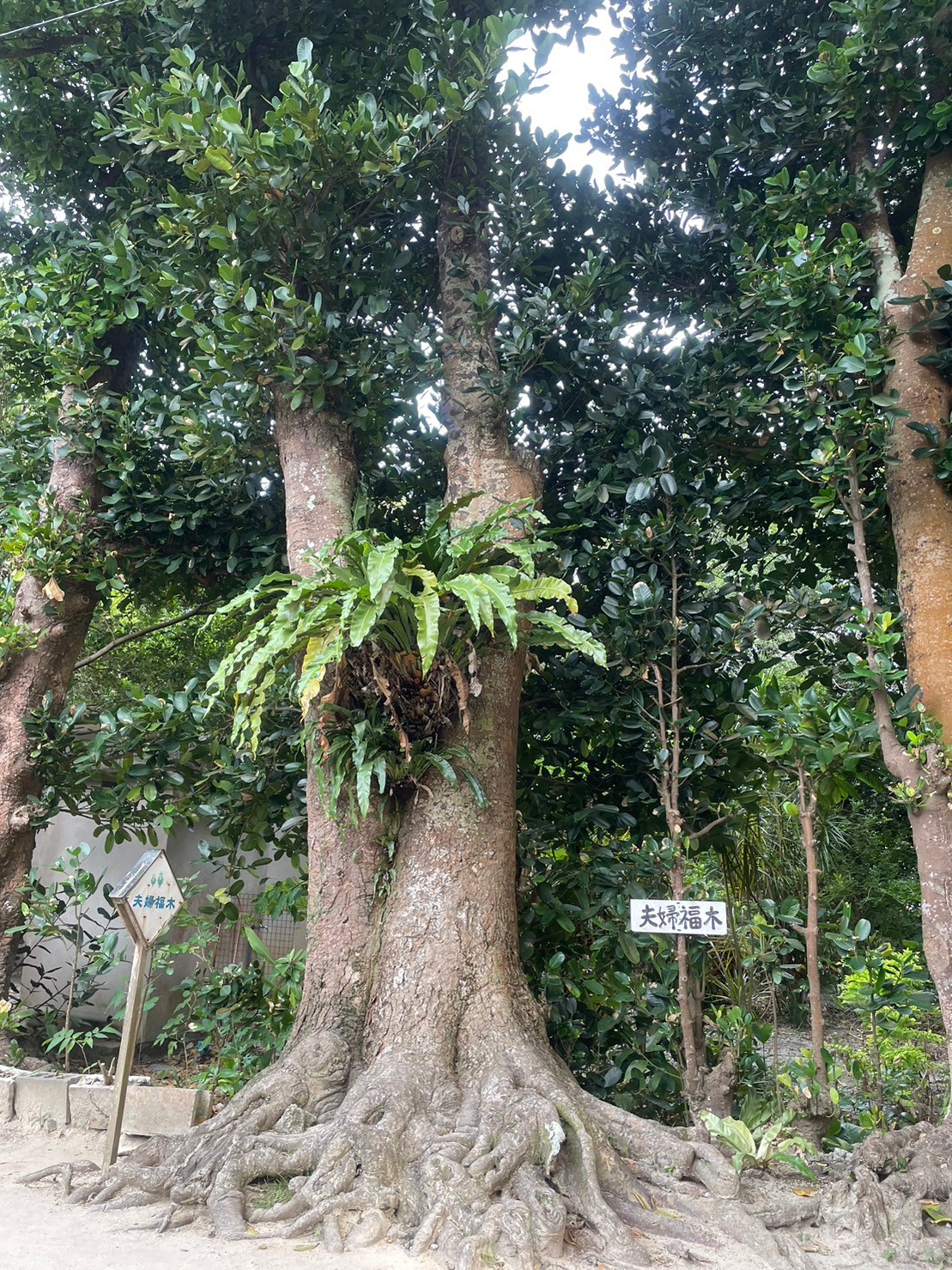 備瀬のフクギ並木にある夫婦福木の大きな木