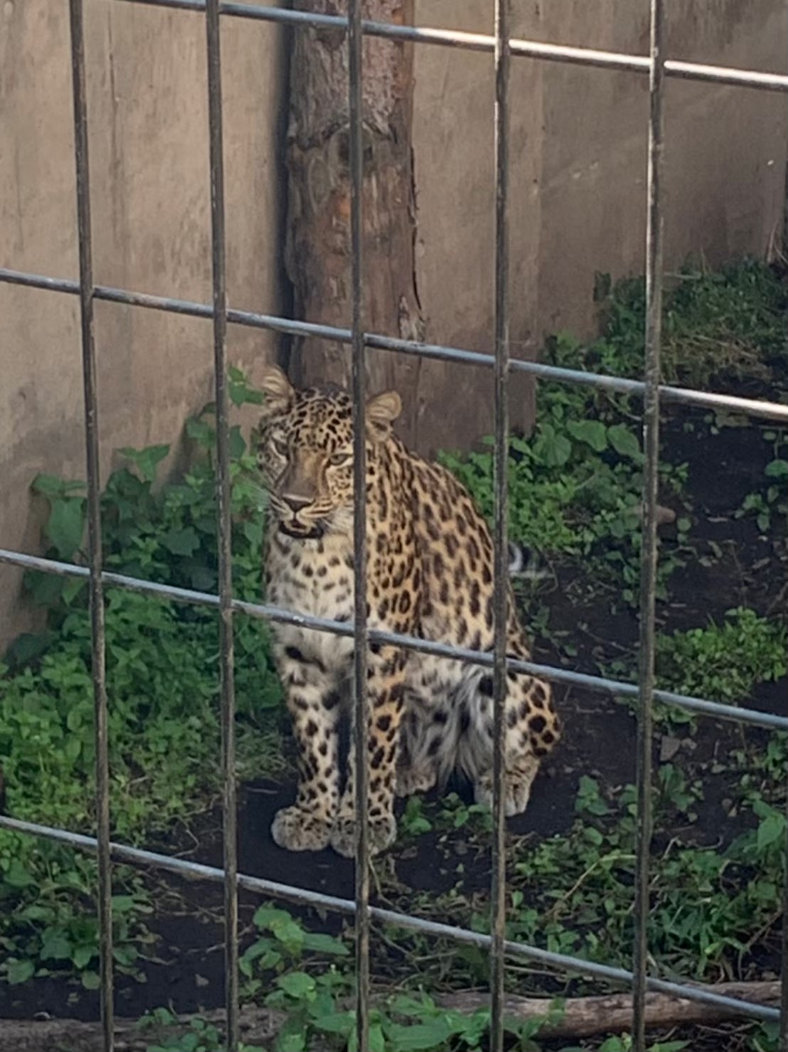 旭山動物園で座っているヒョウのような大型ネコ科の動物