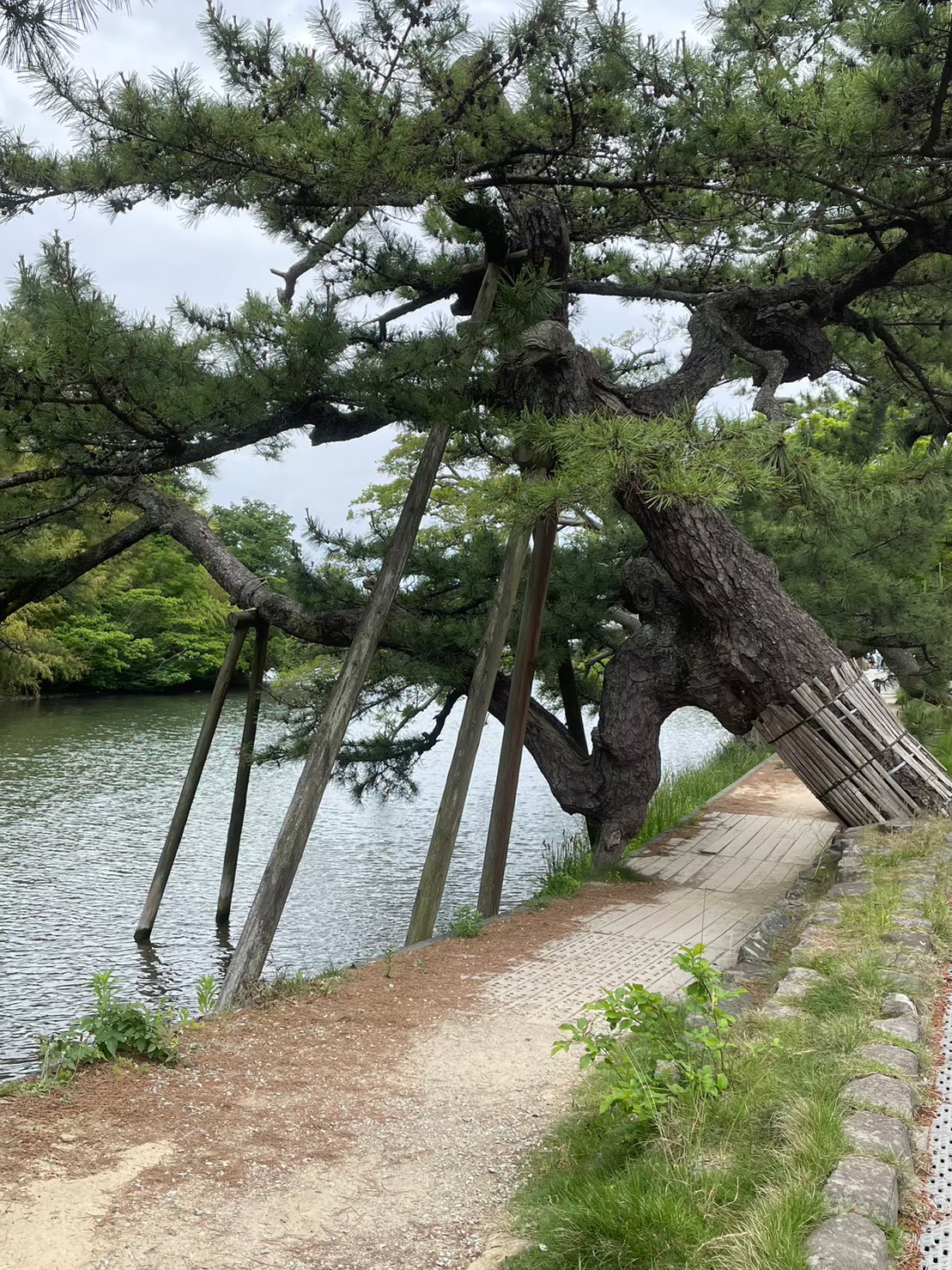 松江城周辺のお堀沿いを歩く散策路と松の木