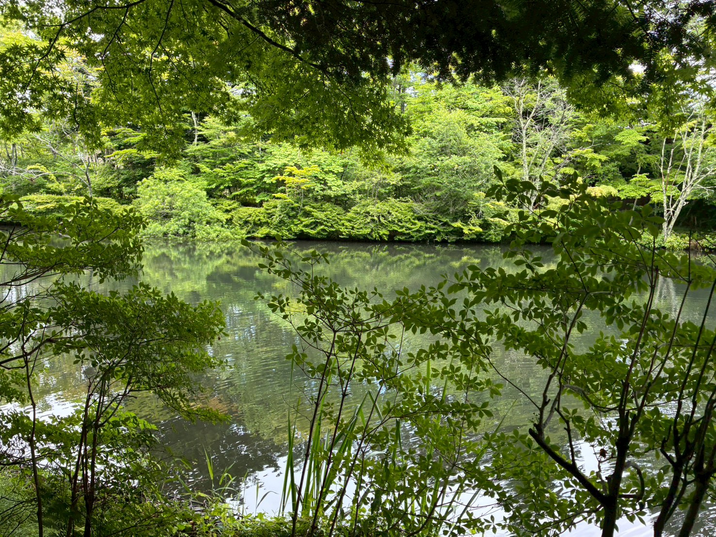 木々の間から雲場池を眺める新緑の風景