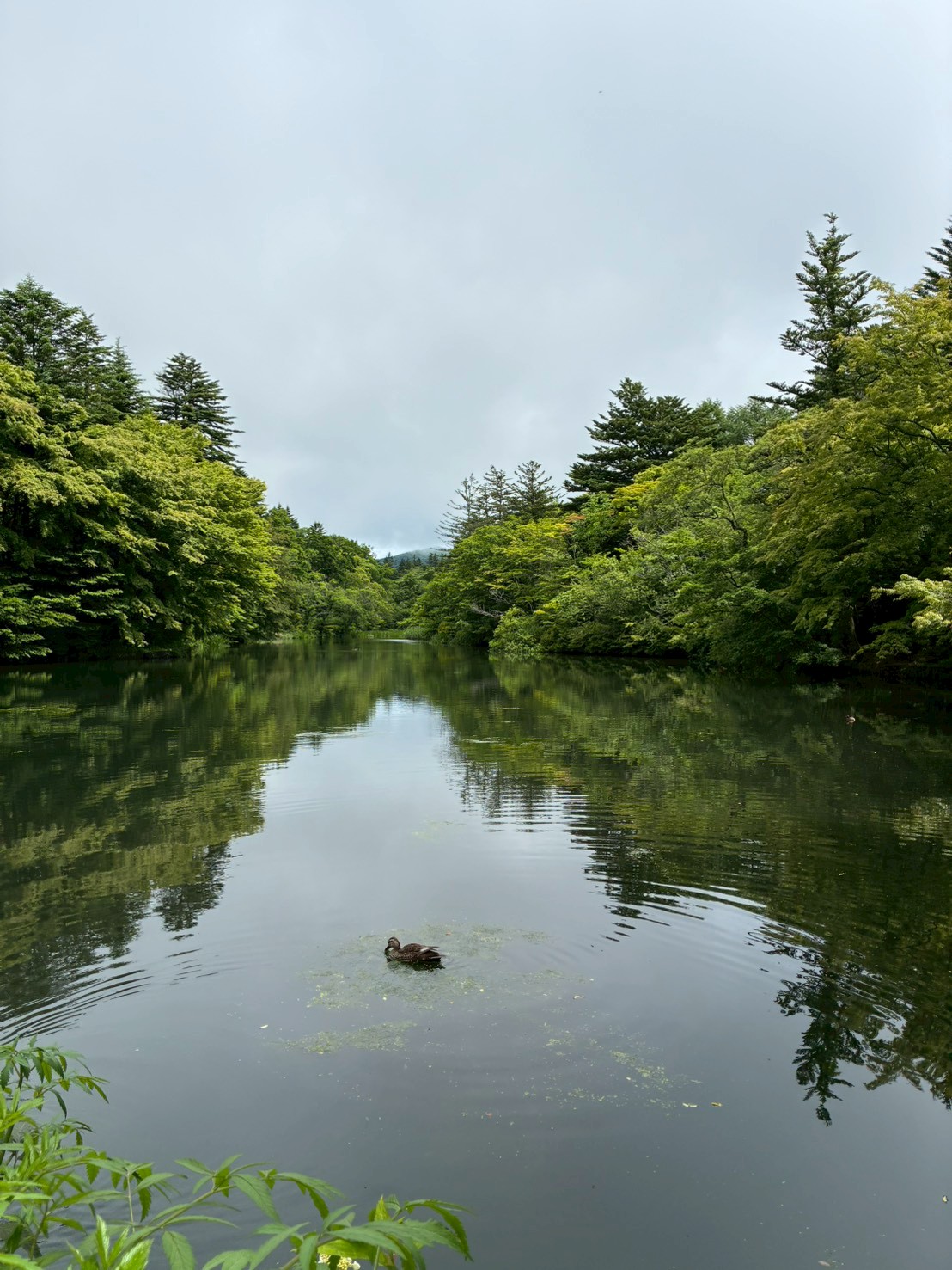 雲場池の水面に新緑が映り鴨が泳ぐ風景