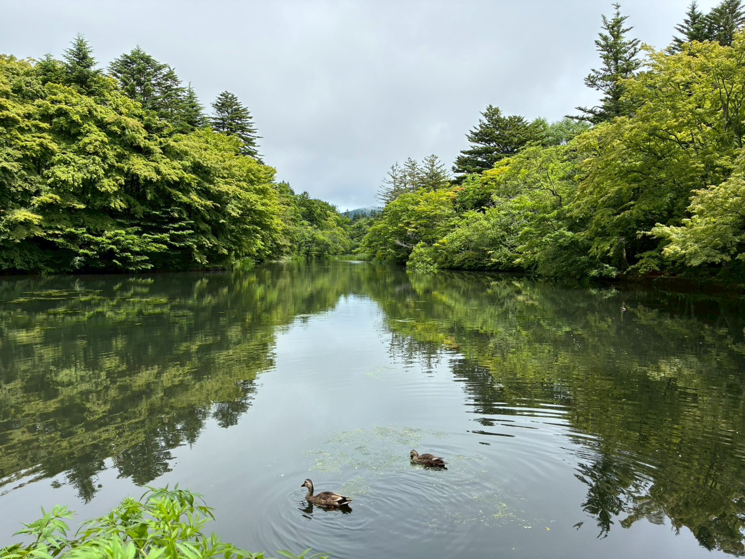 軽井沢の雲場池に新緑が映り込む静かな風景