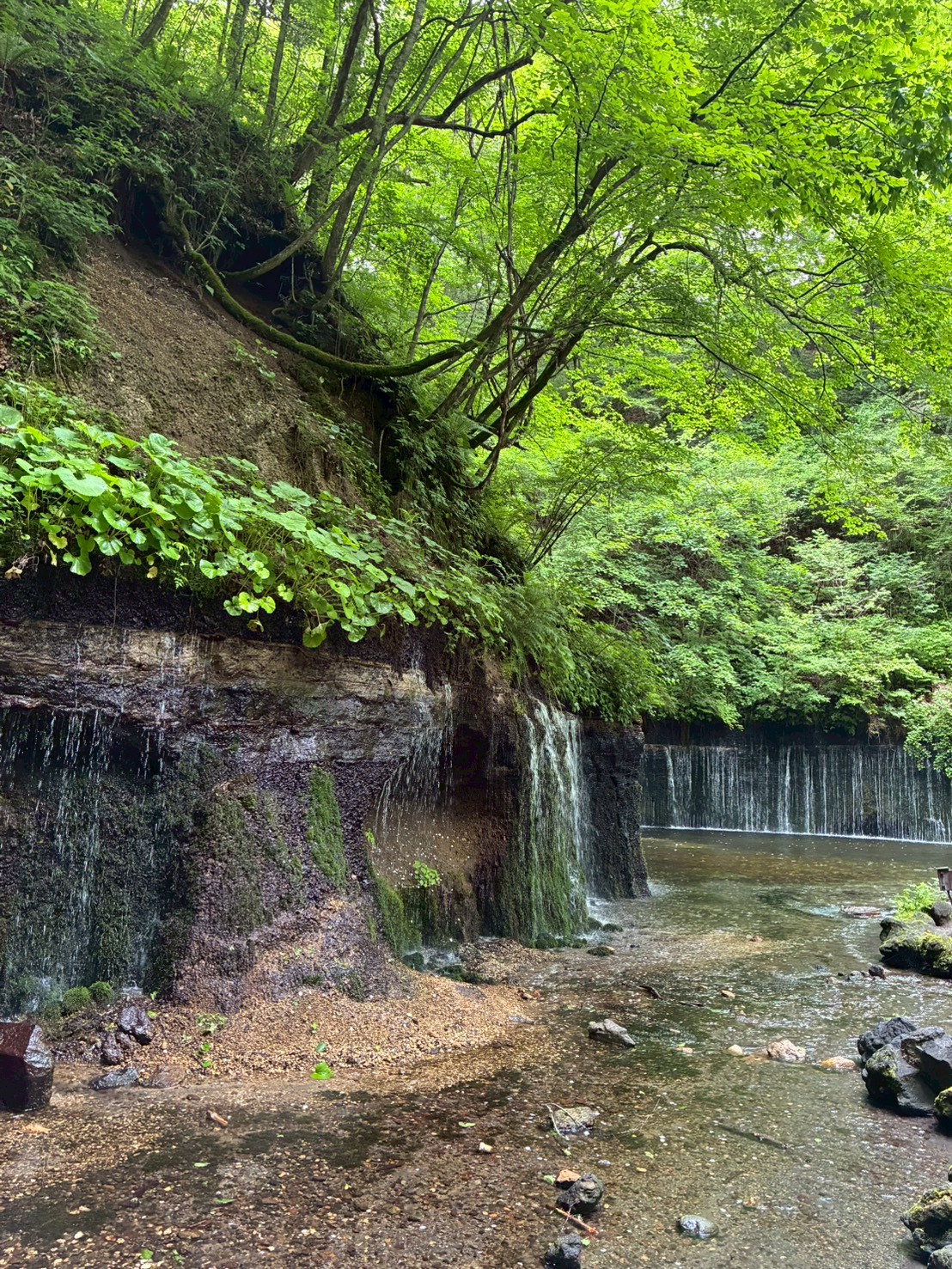 白糸の滝を横から眺めた水辺と新緑の風景