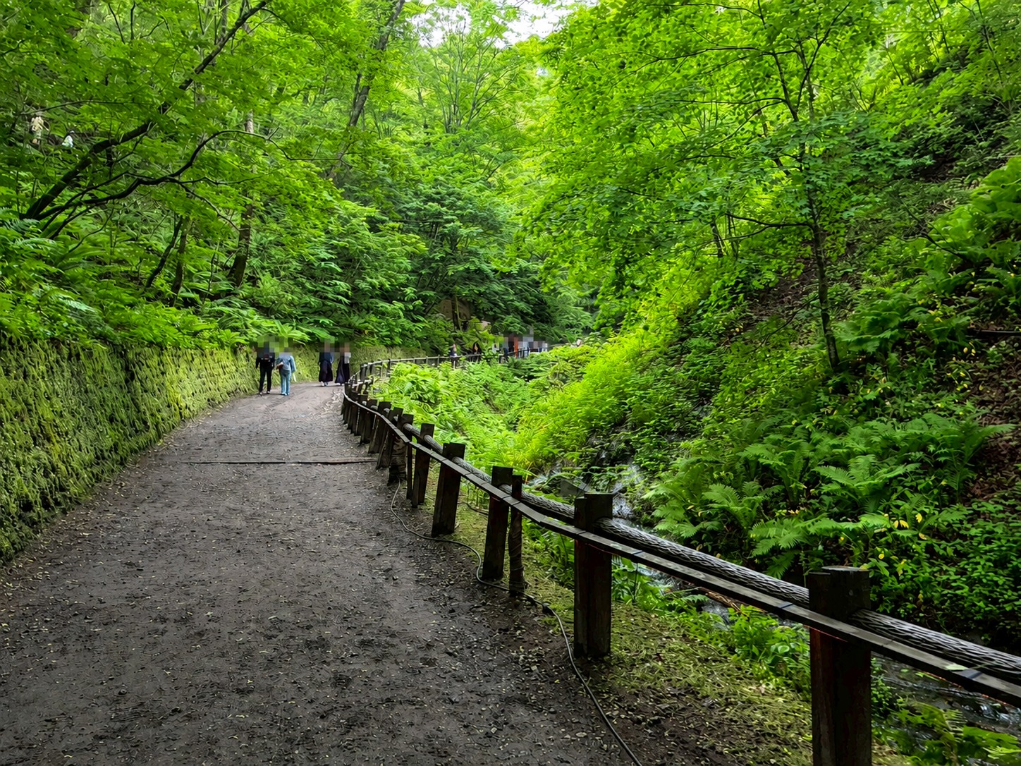 雨上がりの白糸の滝へ向かう緑に囲まれた道
