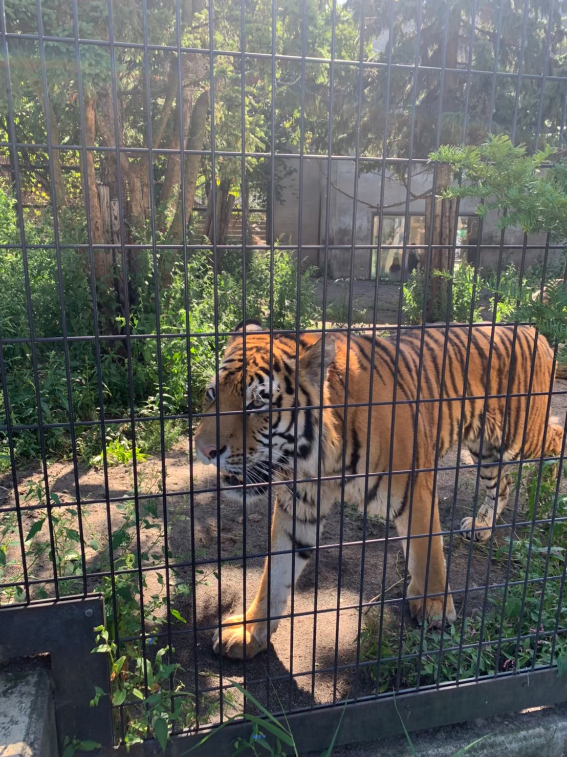 旭山動物園で柵の近くを歩くトラ