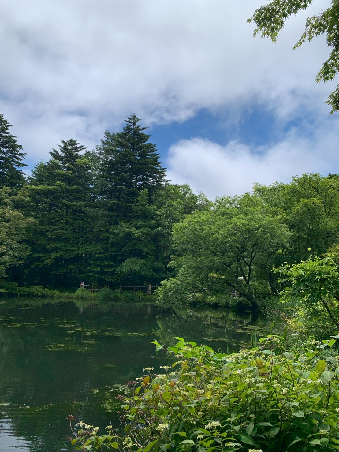 雲場池の上に青空がのぞく新緑の風景