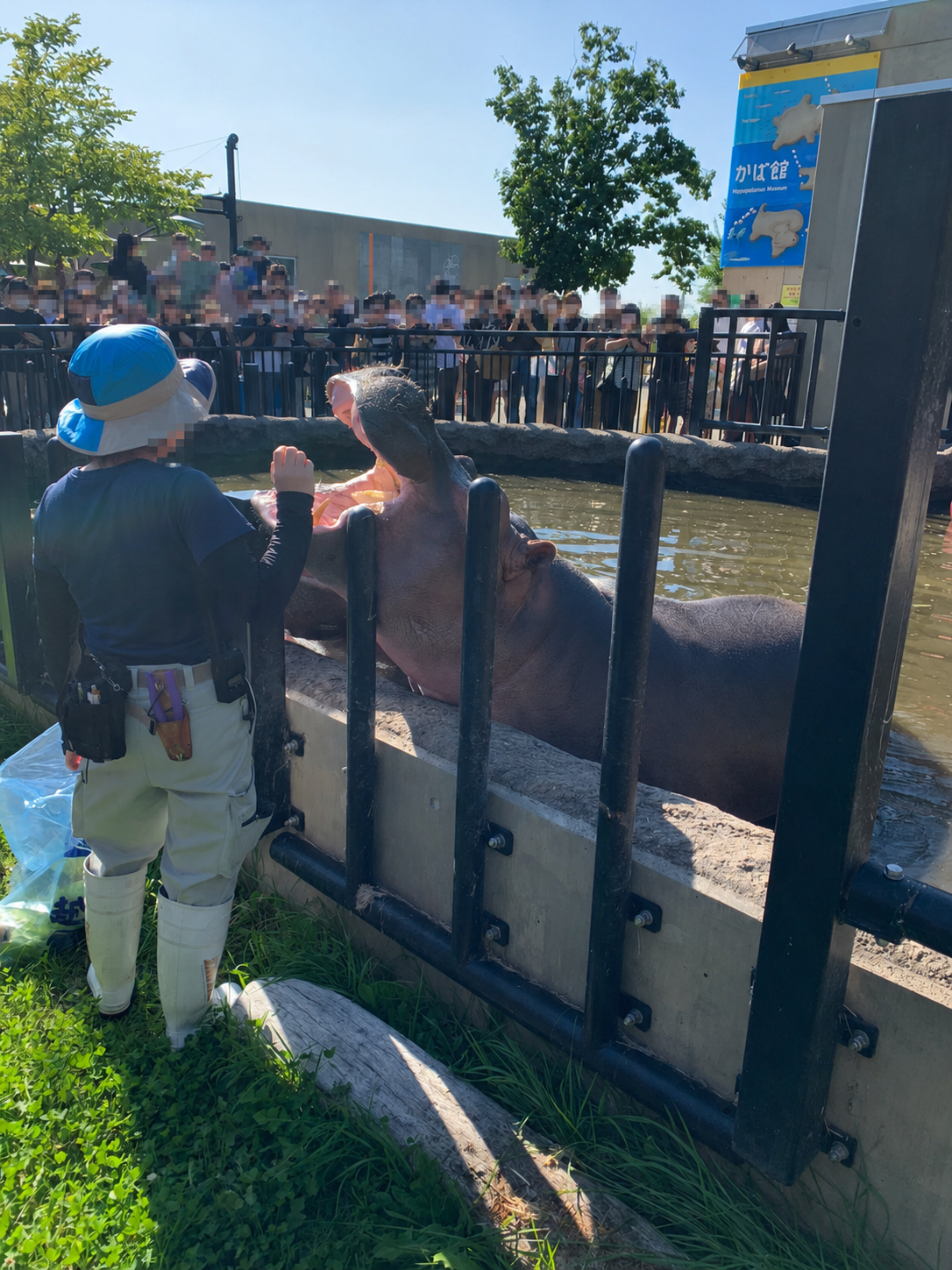 旭山動物園でもぐもぐタイムに大きな口を開けるカバ