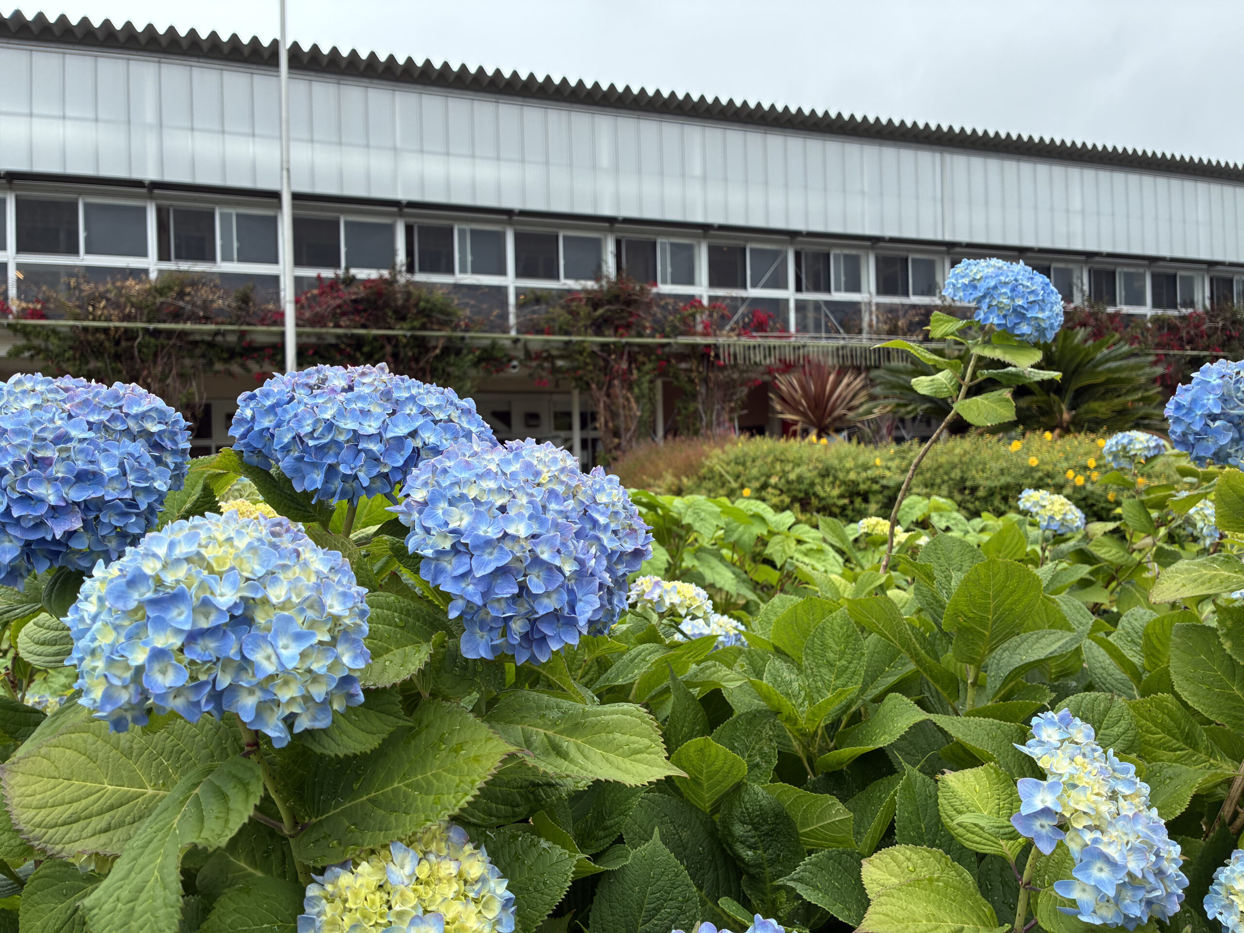 道の駅 富楽里とみやま周辺に咲く青い紫陽花