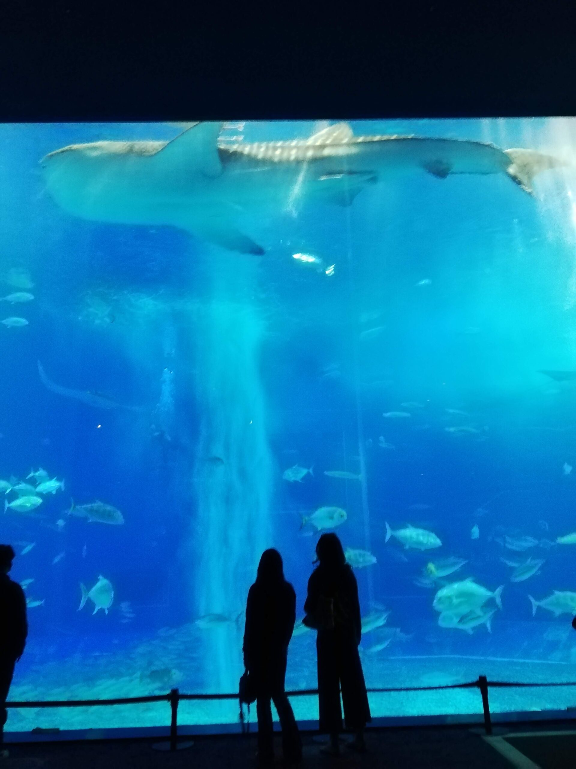 美ら海水族館の大水槽を泳ぐジンベエザメと魚たち