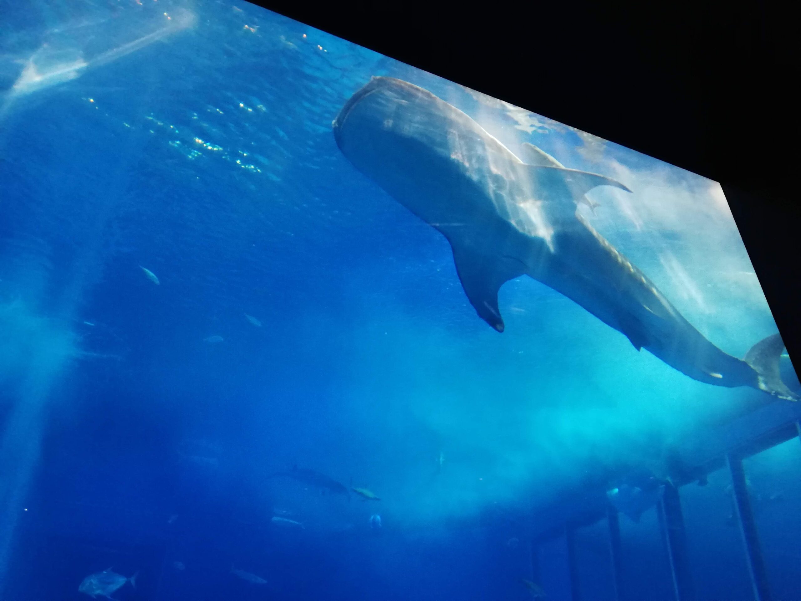 美ら海水族館の大水槽を泳ぐジンベエザメ