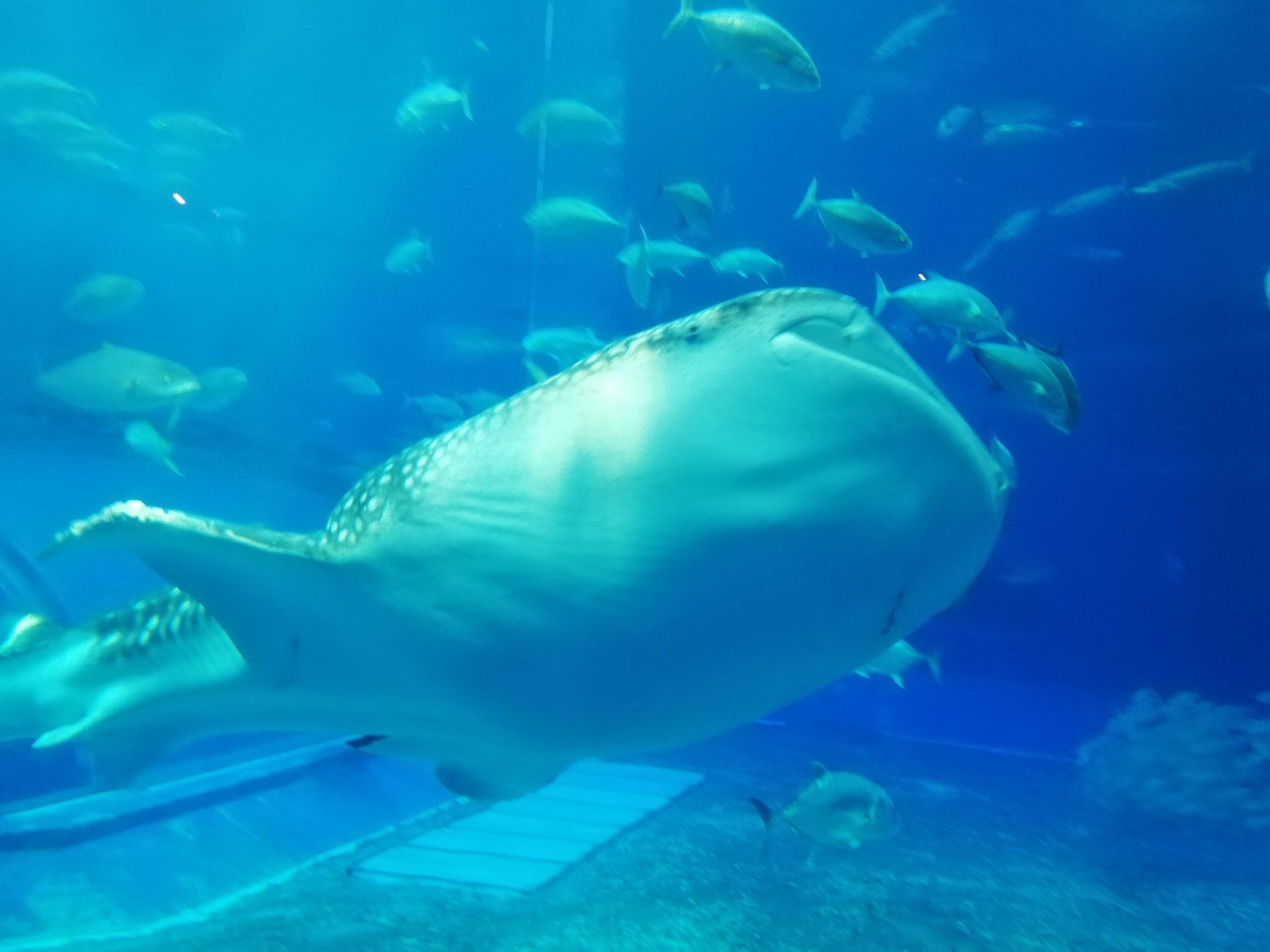 美ら海水族館の水槽を近くで泳ぐジンベエザメ