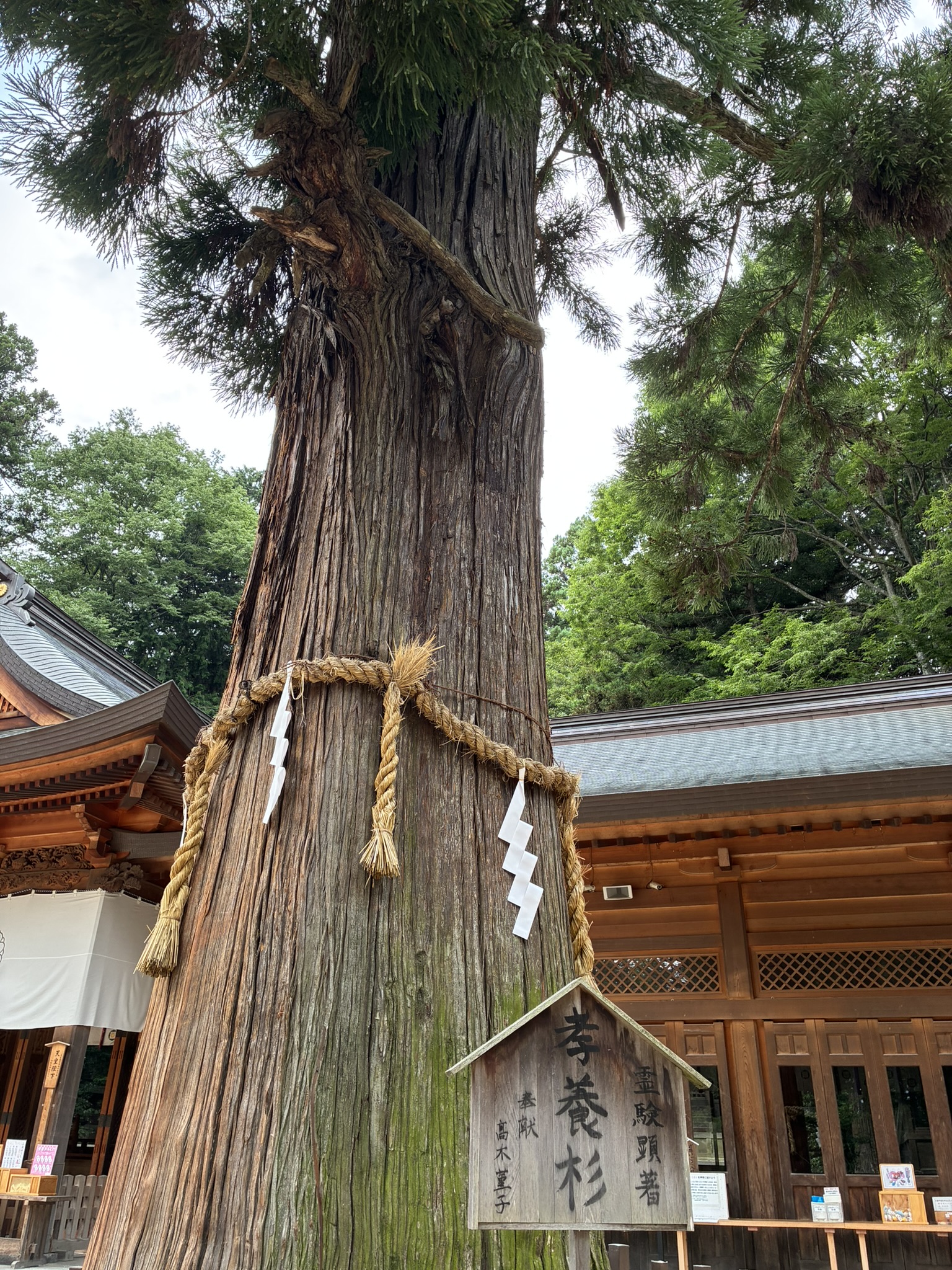 穂高神社の神楽殿近くに立つ樹齢500年以上の孝養杉