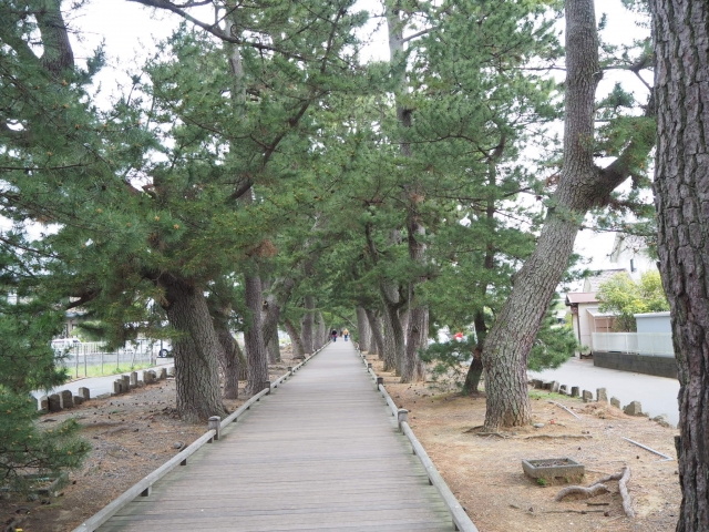 三保の松原から御穂神社へ続く神の道のボードウォーク