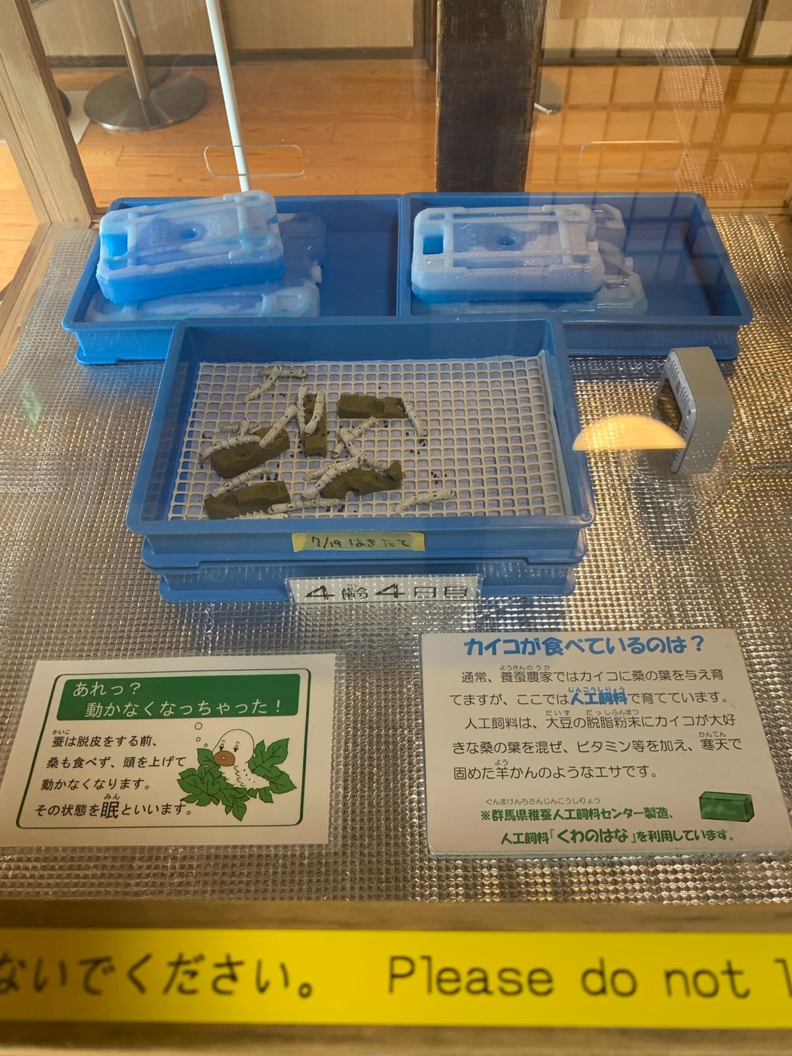 富岡製糸場で展示されている蚕