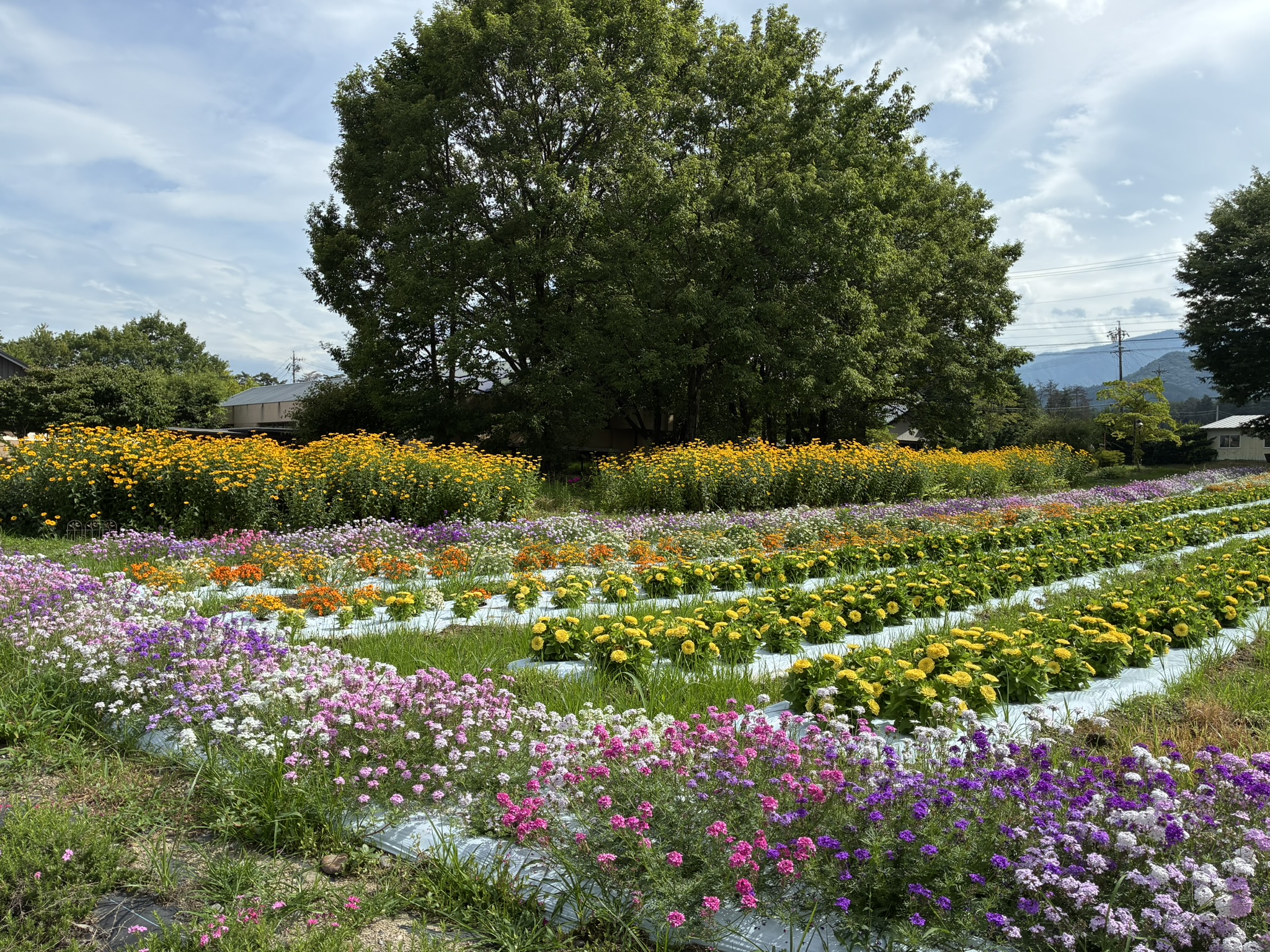 安曇野ちひろ公園に広がる黄色やピンク色の花畑