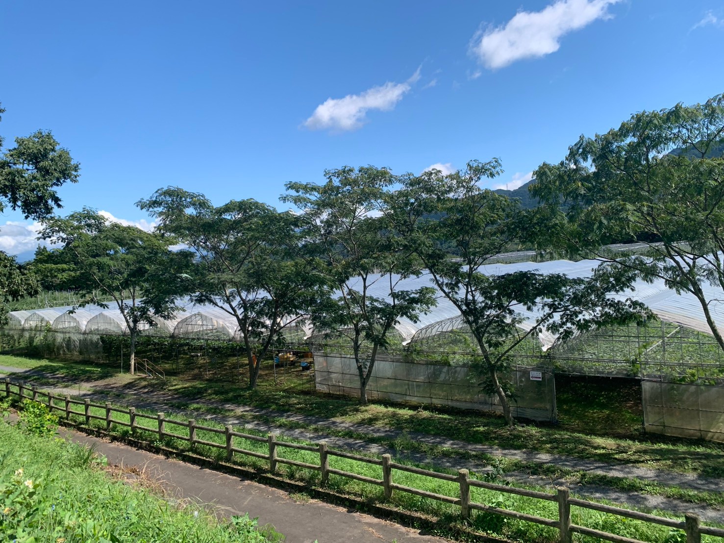 モギトーレのぶどう畑へ向かう坂道