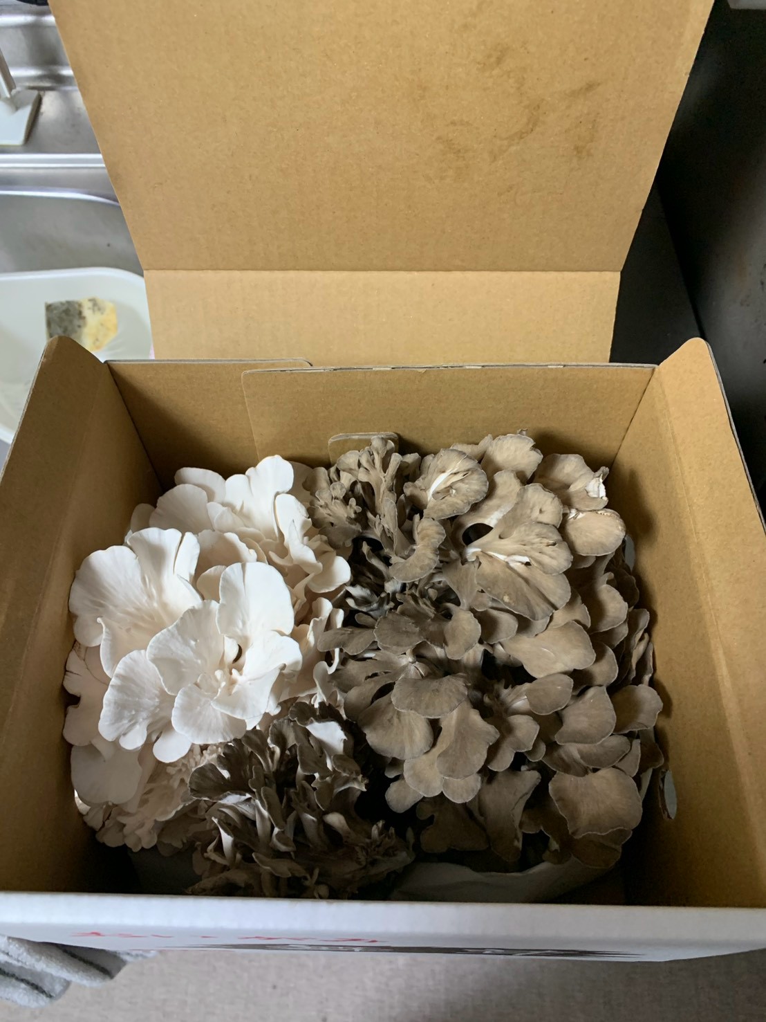 箱に入った白舞茸と茶色い舞茸