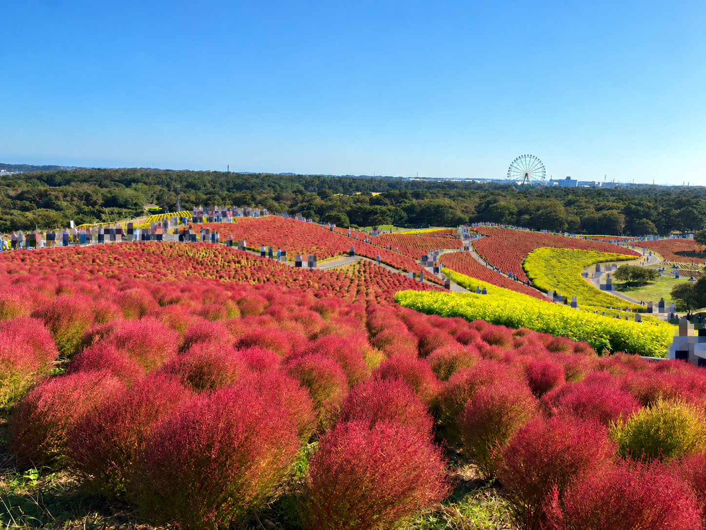 ひたち海浜公園のみはらしの丘を埋め尽くす赤いコキアと黄色いコスモス