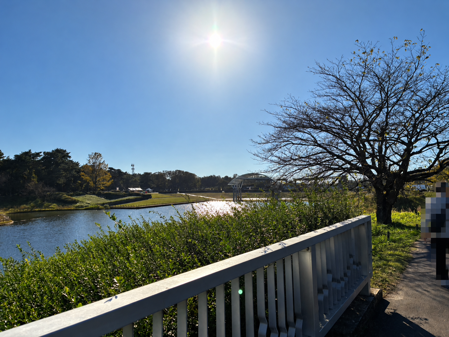 国営ひたち海浜公園の池と橋、周囲に広がる緑豊かな園内風景